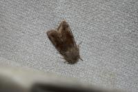 Orthosia incerta