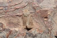 Orthosia cruda