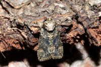 Polyploca ridens