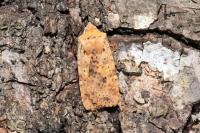 Conistra rubiginea