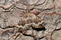 Lampropteryx suffumata
