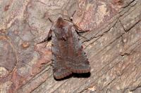 Cerastis rubricosa