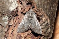 Achlya flavicornis