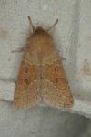 Orthosia miniosa