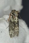 Polyploca ridens