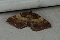 Earophila badiata