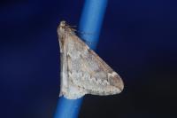 Alsophila aescularia
