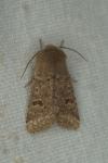 Orthosia cruda