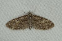Eupithecia abbreviata