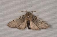 Achlya flavicornis