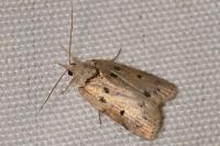Nycteola revayana