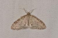Trichopteryx carpinata