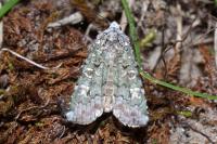 Actebia praecox