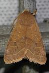 Orthosia cerasi