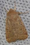 Orthosia cruda