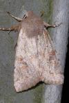 Orthosia incerta