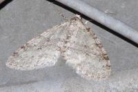 Trichopteryx carpinata