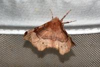 Selenia tetralunaria