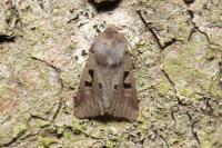 Orthosia gothica