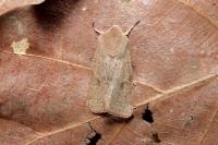 Orthosia cerasi
