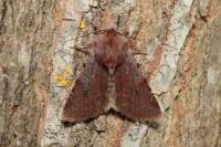Cerastis rubricosa
