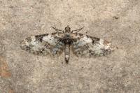Eupithecia irriguata