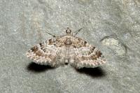Gymnoscelis rufifasciata