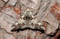 Biston strataria