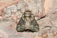 Polyploca ridens