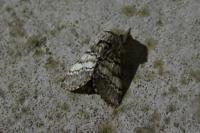 Drymonia ruficornis