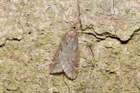 Alsophila aescularia