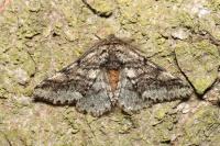 Lycia hirtaria