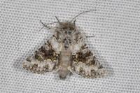 Hecatera bicolorata
