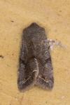 Orthosia incerta