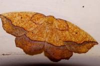 Epione repandaria