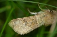 Orthosia miniosa