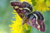 Pyrausta ostrinalis