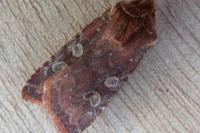 Cerastis leucographa