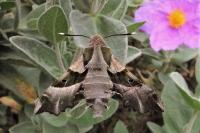 Proserpinus proserpina