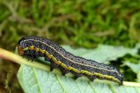Pyrrhia umbra