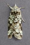 Nycteola degenerana