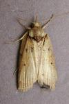 Nycteola revayana