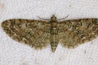 Eupithecia abbreviata