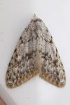 Nola cicatricalis