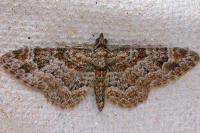 Gymnoscelis rufifasciata