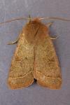 Orthosia cerasi
