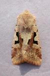 Orthosia gothica