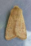 Orthosia cruda