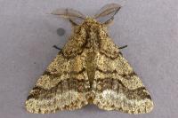 Lycia hirtaria