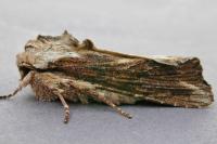 Egira conspicillaris